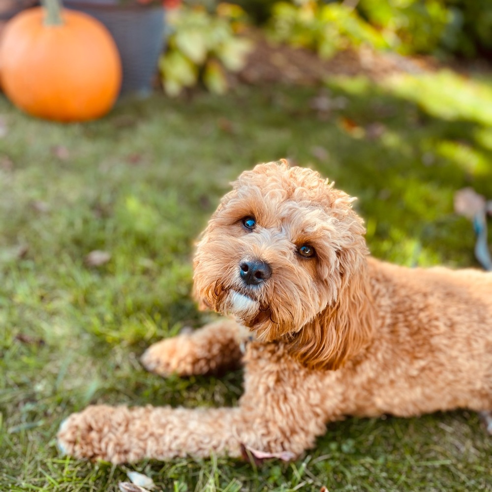 Meet your Posher, Adrienne